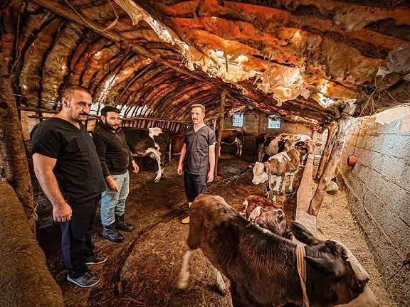 Bitlis’te Hayvanlara Şap Aşısı Yapıldı