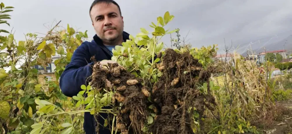 Tatvanlı Üreticiden Örnek Girişim : Bahçesinde Yer Fıstığı Yetiştirdi