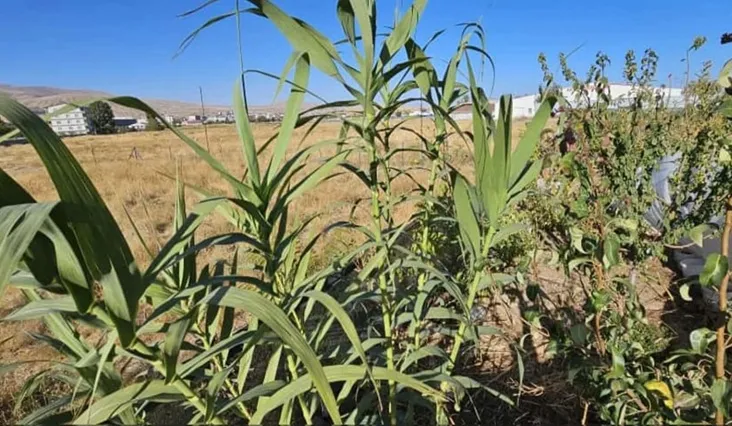 Manisa’dan Getirdiği Kargı Kamışını Tatvan