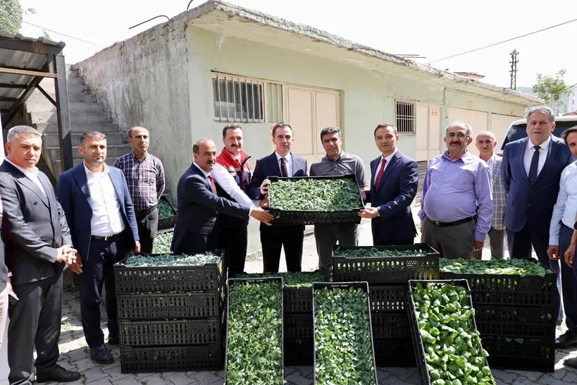 Hizan’da Çiftçiye Destek Sürüyor:  103.800 Sebze Fidesi Toprakla Buluşacak