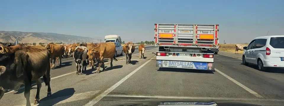 Bitlis-Muş Karayolunda Tehlike: Yola Çıkan Hayvanlar Kazalara Davetiye Çıkarıyor