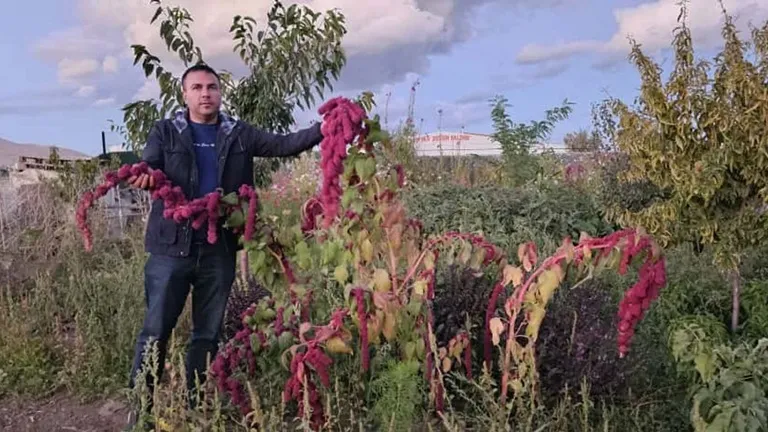 Görsel Şölen Sunan Horoz İbiği Çiçekleri Tatvan