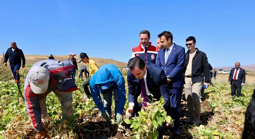 BİTLİS, TOHUMLUK FASULYEDE TÜRKİYE’NİN LİDERİ