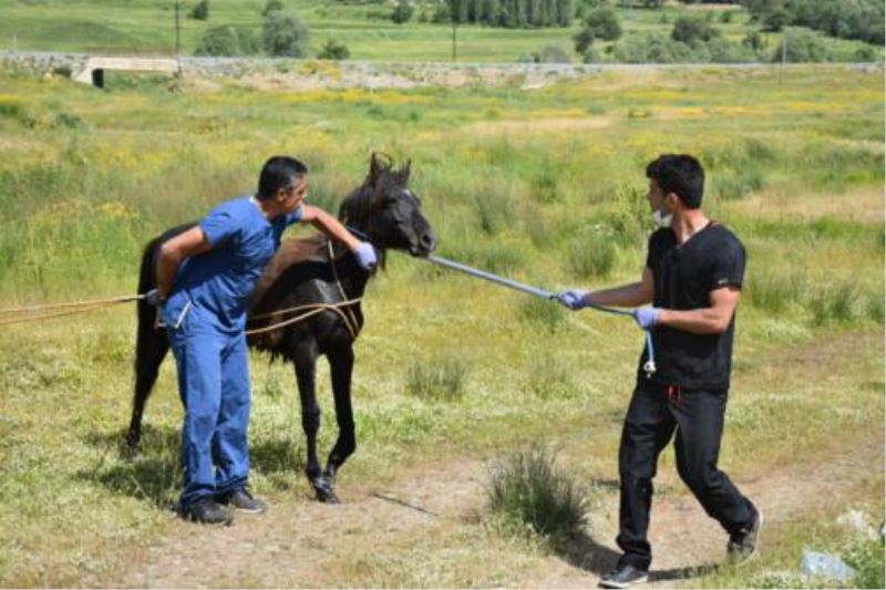 Sahipleri Tarafından Terkedilen Yaralı At Tatvan’da Tedaviye Alındı